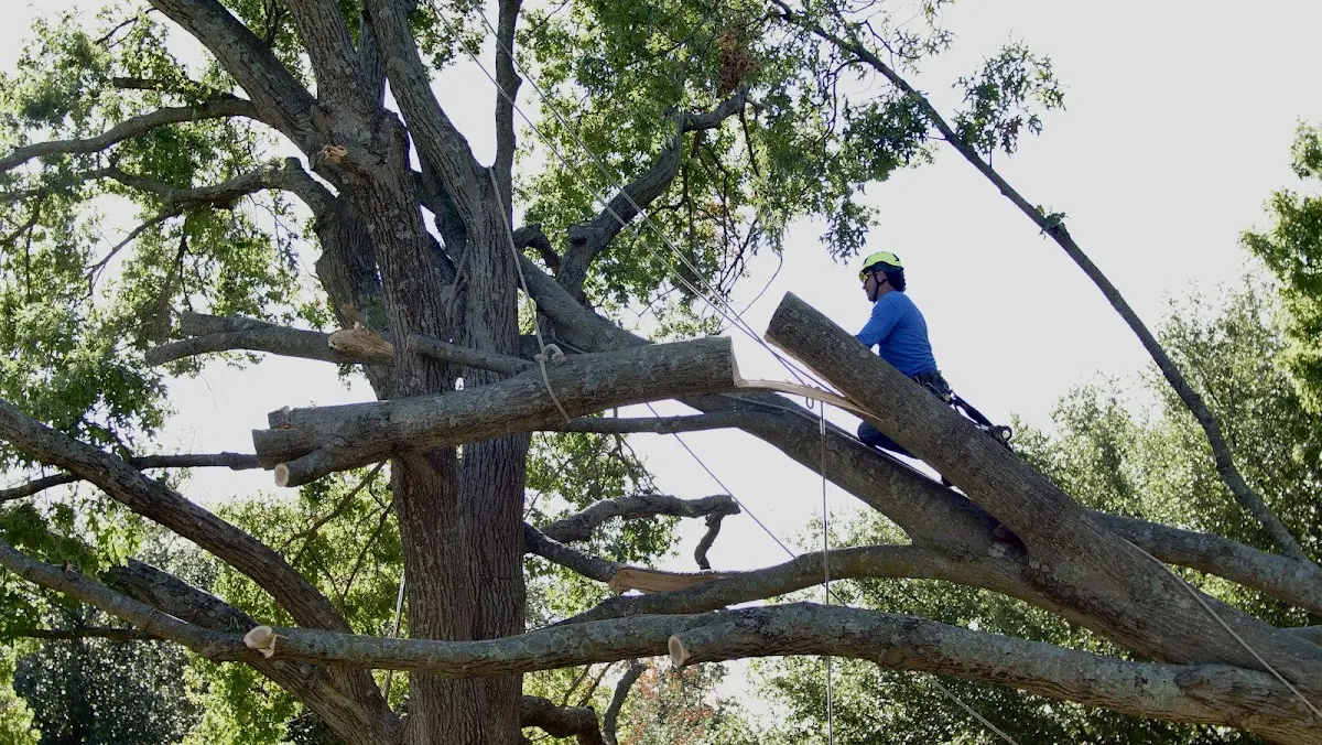 Professional Crown Thinning performed by certified arborists in Fallsburg